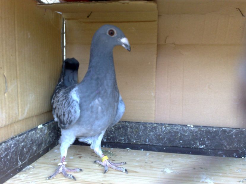 PUI 2017 - 06-PUI STIL VECHI