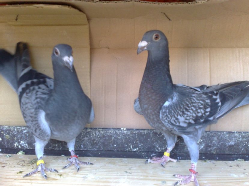 PUI 2017 - 06-PUI STIL VECHI