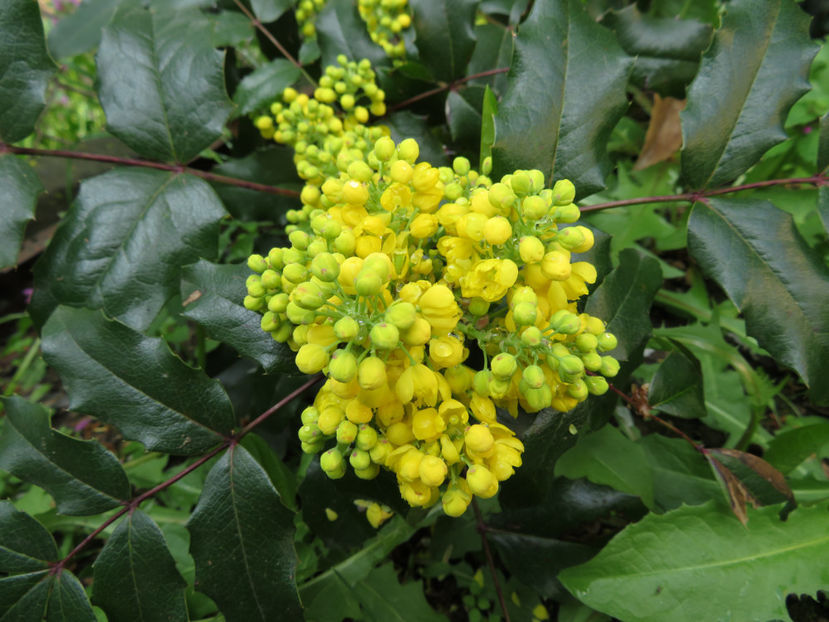  - Mahonia aquifolium
