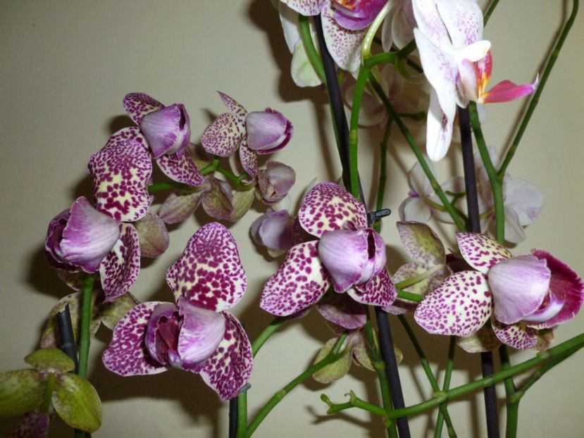  - 0 Zambetul florilor continua