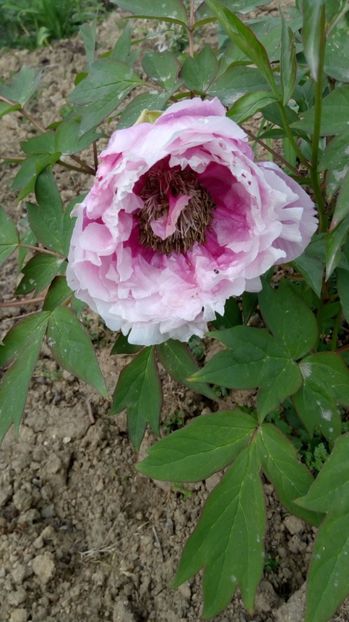 lavender arbustiv - 2016 - 2017 Bujori