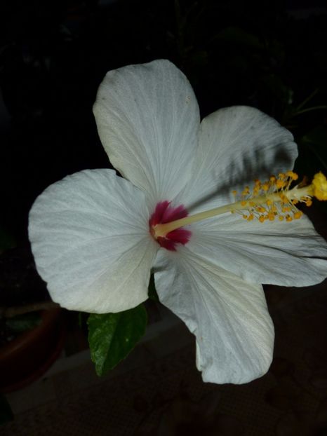  - 0 Zambetul florilor continua