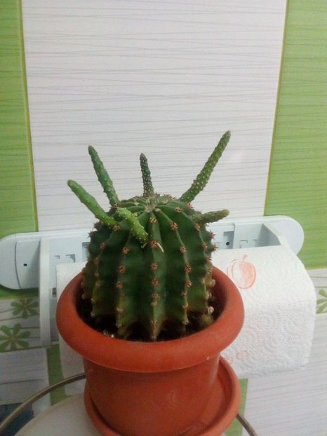 o noua altoire reusita - cactusi 2017