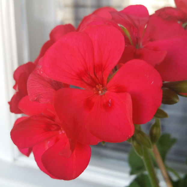  - Muscate 2013 2022