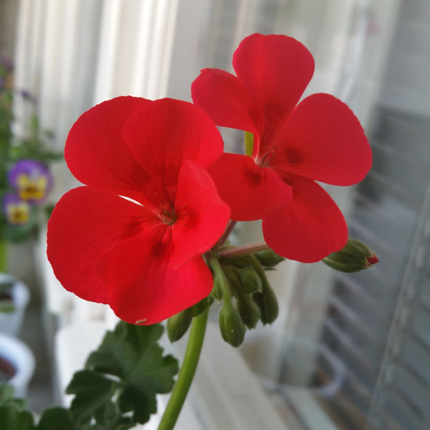  - Muscate 2013 2022
