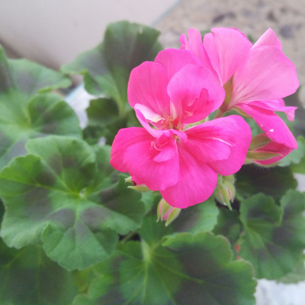  - Muscate 2013 2022
