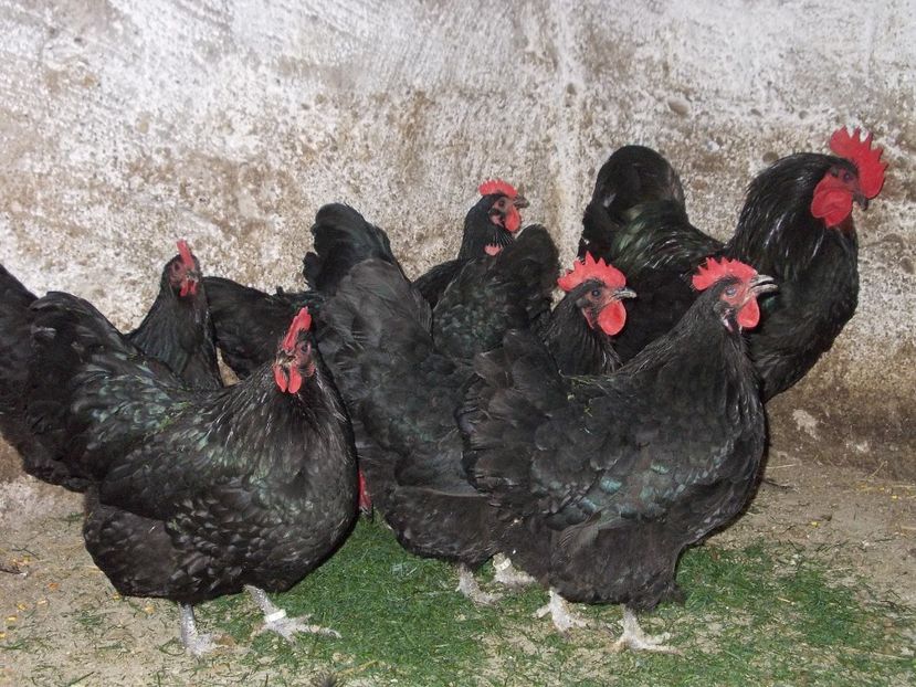  - Gaini Australorp 2017 fam 2 vandute
