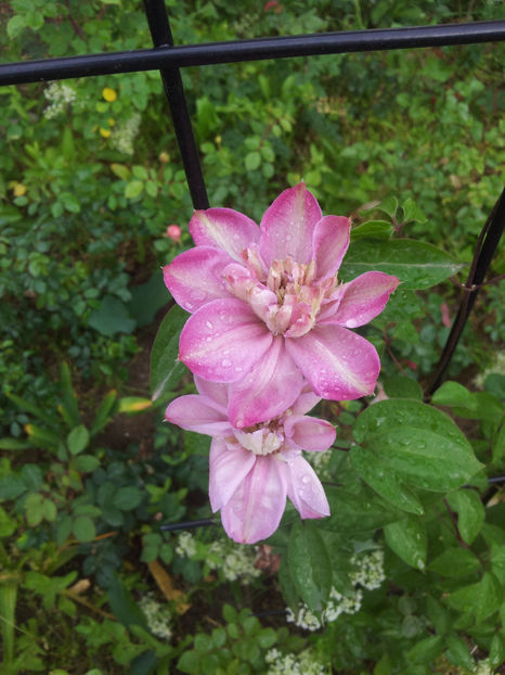  - Primavara - Vara 2017