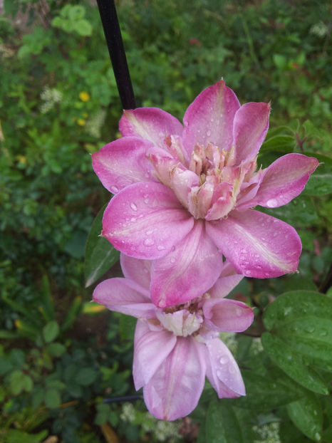  - Primavara - Vara 2017