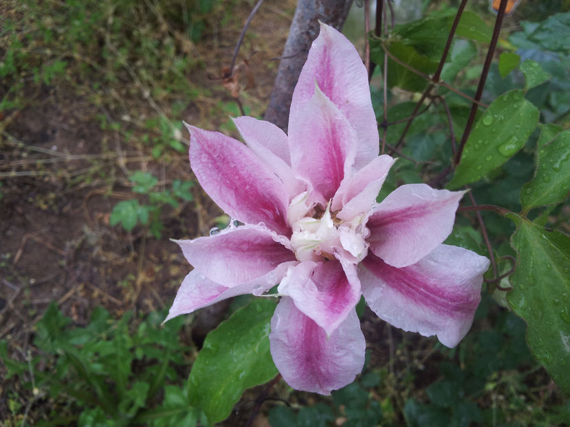  - Primavara - Vara 2017