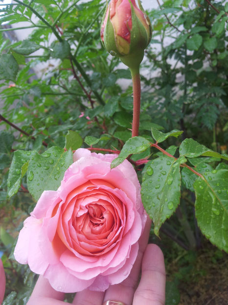  - Abraham Darby