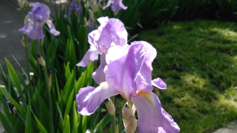 04.05.2017 - irisi - Alte floricele