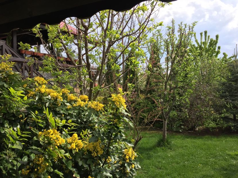  - 0021 GRADINA IN 2017