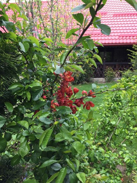  - 0021 GRADINA IN 2017