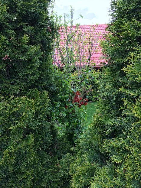  - 0021 GRADINA IN 2017