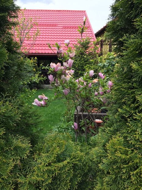 - 0021 GRADINA IN 2017