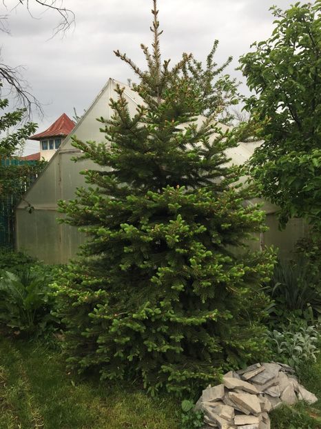  - 0021 GRADINA IN 2017
