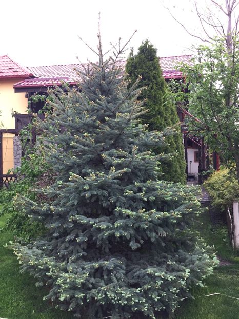  - 0021 GRADINA IN 2017