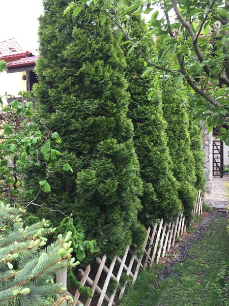  - 0021 GRADINA IN 2017