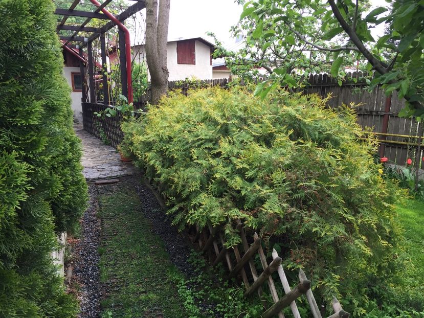  - 0021 GRADINA IN 2017