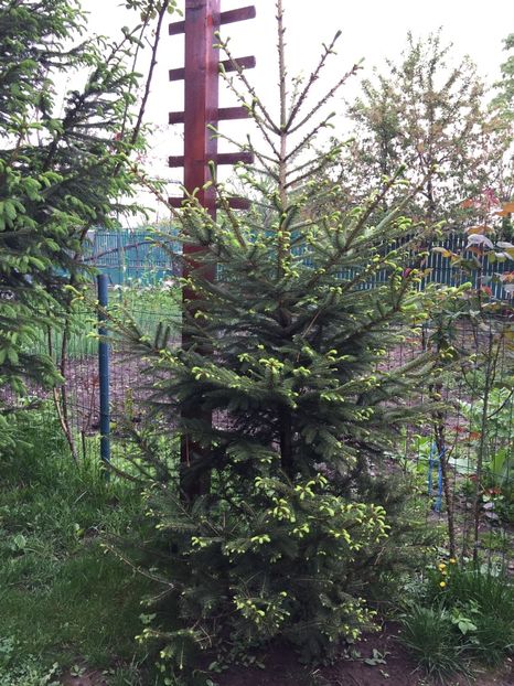  - 0021 GRADINA IN 2017