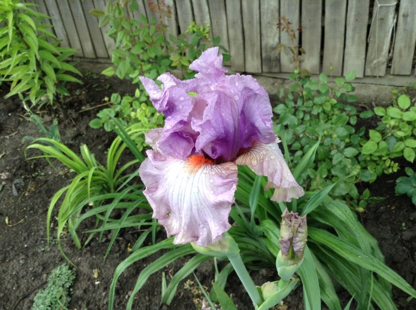 Modern woman - Irisi 2017