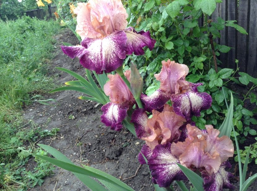 Carnival song - Irisi 2017