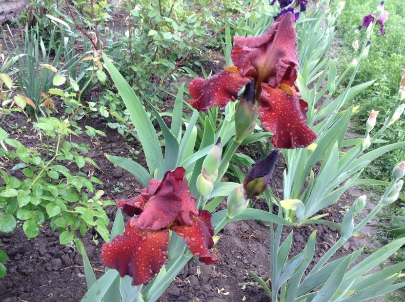 Skyfire - Irisi 2017