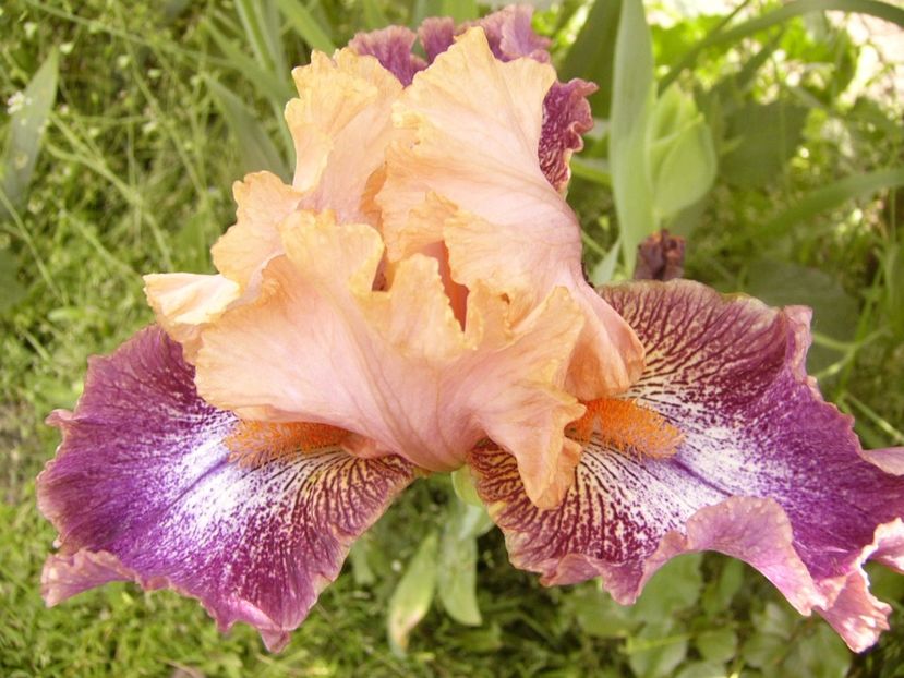 P1300669 - ANUL 2017 FLORI