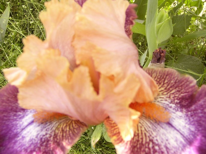 P1300670 - ANUL 2017 FLORI