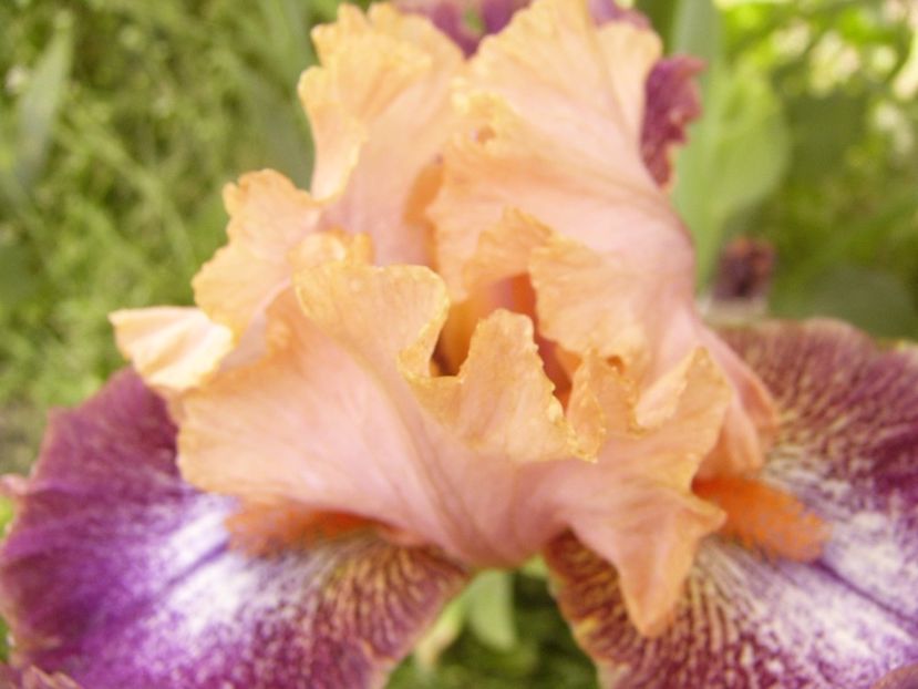 P1300671 - ANUL 2017 FLORI