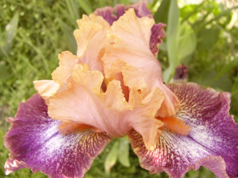 P1300672 - ANUL 2017 FLORI