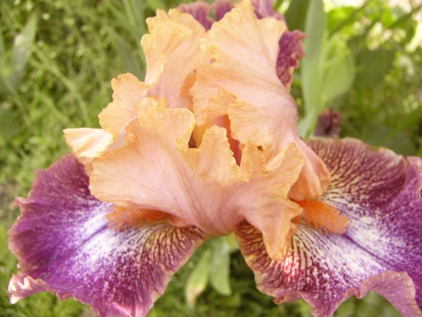 P1300674 - ANUL 2017 FLORI