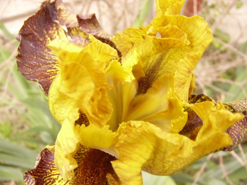 Iris Petit Tigre - ANUL 2017 FLORI
