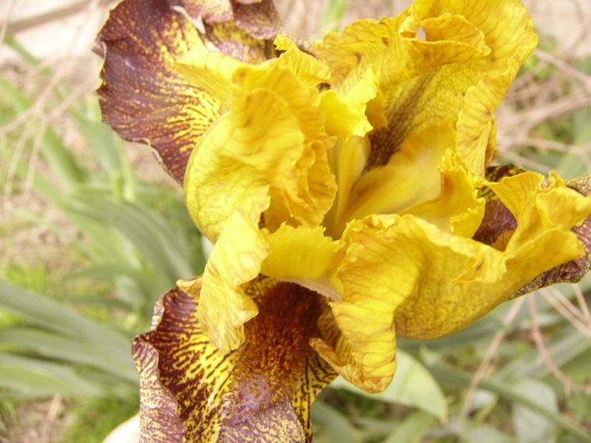 P1300681 - ANUL 2017 FLORI