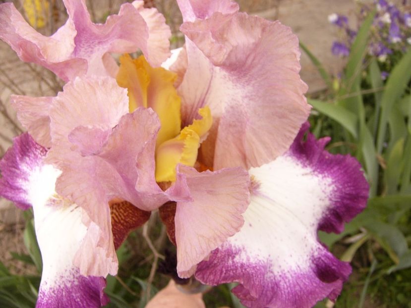 P1300687 - ANUL 2017 FLORI