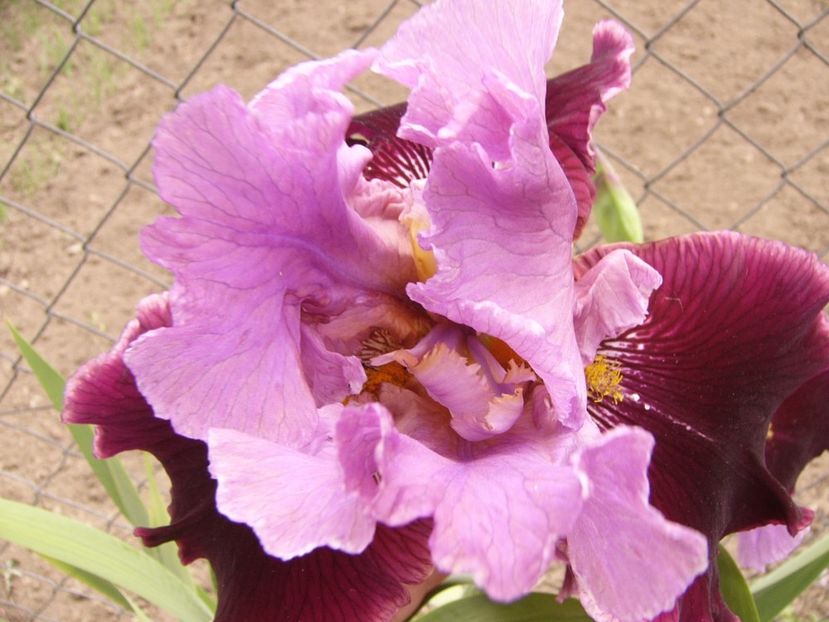 Iris Double Agent - ANUL 2017 FLORI