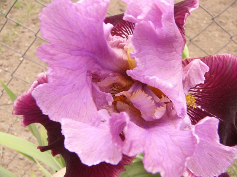 P1300693 - ANUL 2017 FLORI