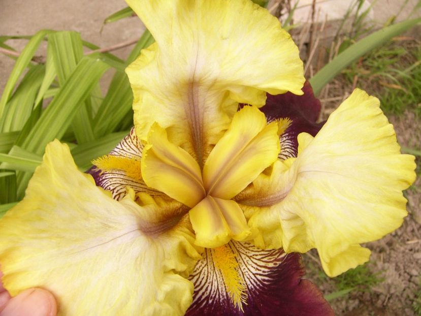 Iris On the Town - ANUL 2017 FLORI