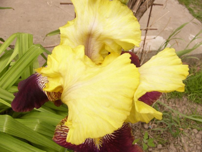 P1300709 - ANUL 2017 FLORI