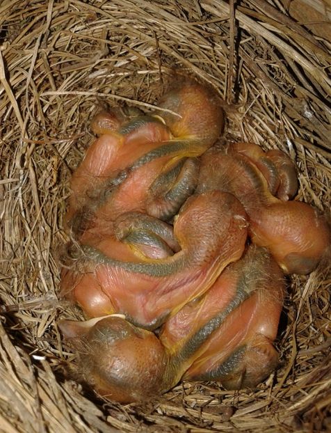  - AAAA__CUIB MIERLA 1 2017