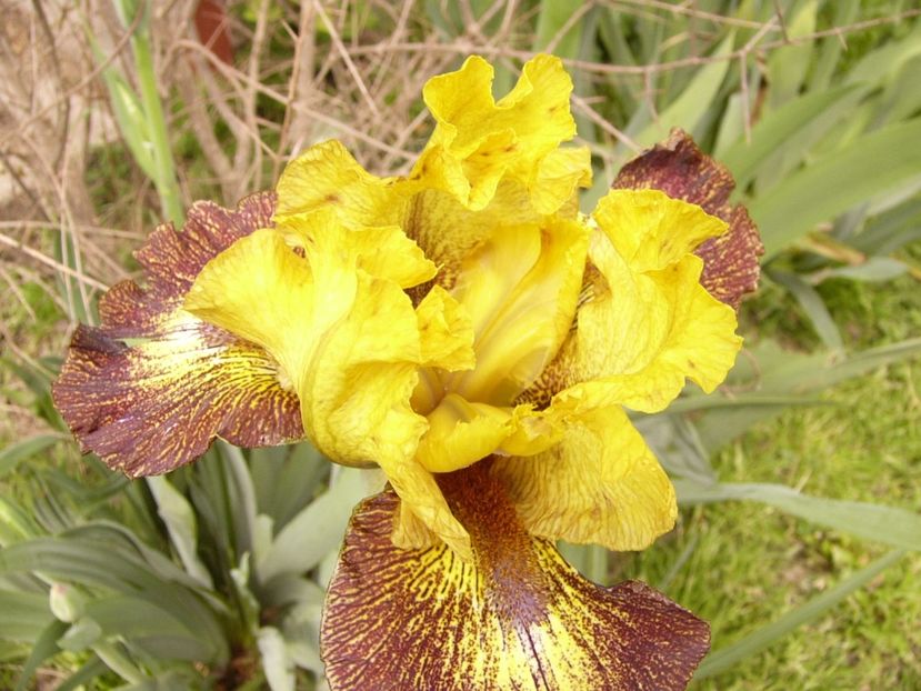 P1300741 - ANUL 2017 FLORI