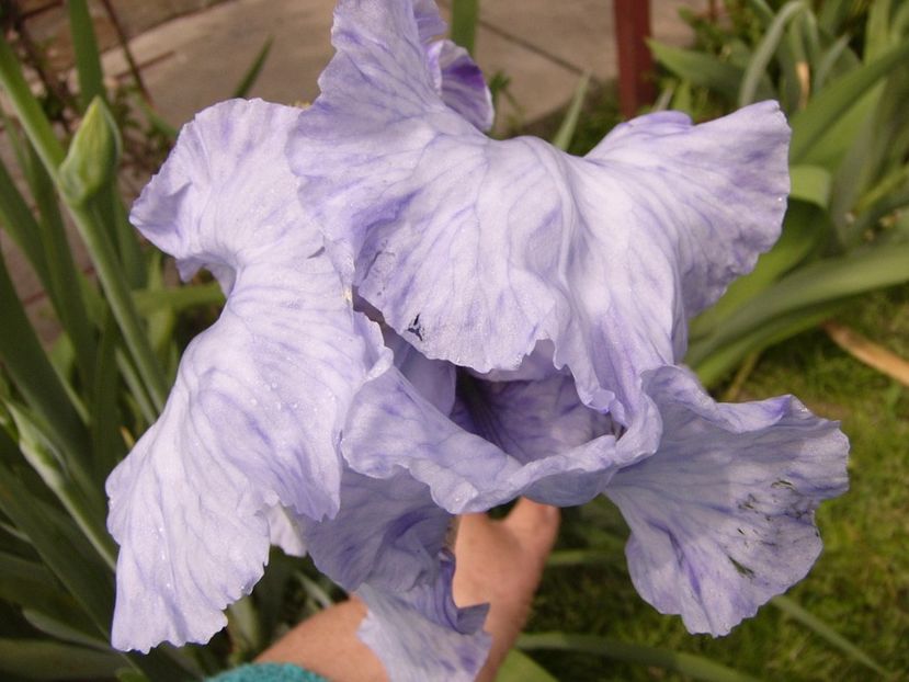 P1300754 - ANUL 2017 FLORI