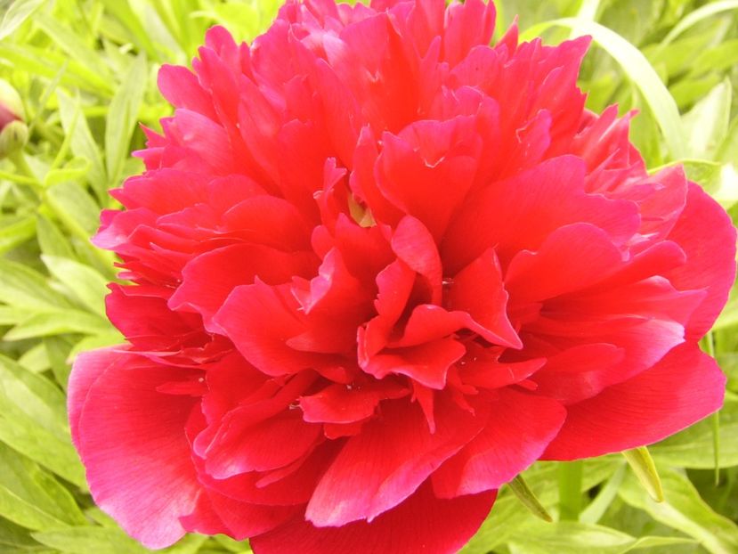 Paeonia officinalis red - ANUL 2017 II