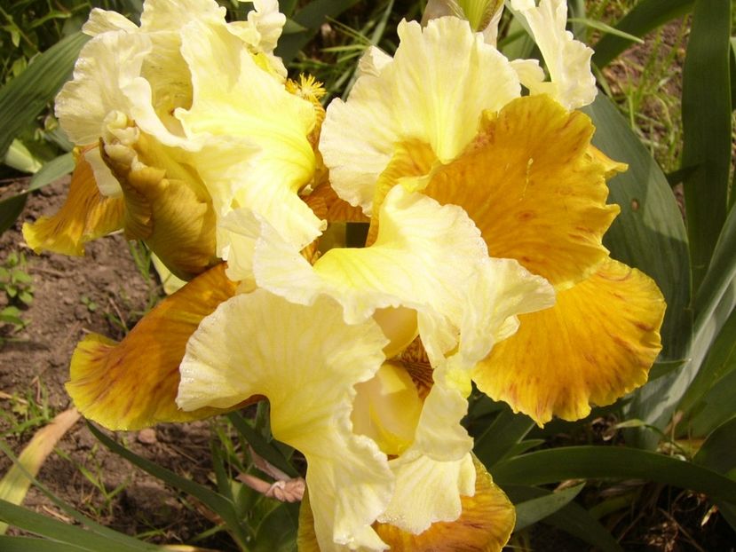 P1300801 - ANUL 2017 II