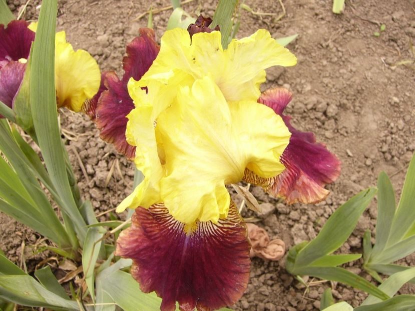 Iris On the Town - ANUL 2017 II