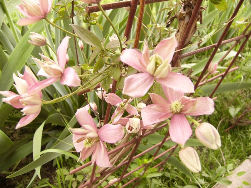 Clematis Montana Brougton star - ANUL 2017 II