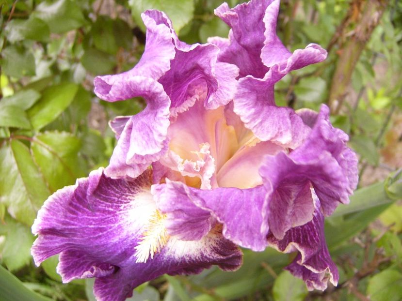 Iris Fancy Woman - ANUL 2017 II