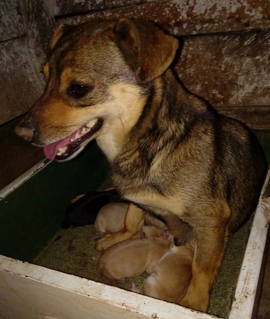  - AAAAAAAAA__DIVA_OSMI URMASUL LUI OSMAN IN MEMORIAM