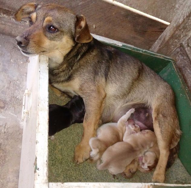  - AAAAAAAAA__DIVA_OSMI URMASUL LUI OSMAN IN MEMORIAM